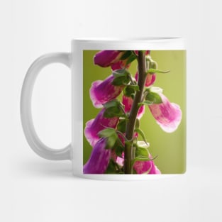 gli lupine Mug